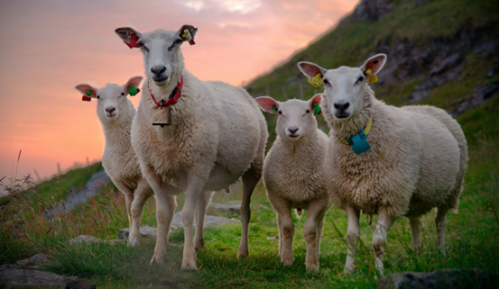 來自社交媒體的圖片如何幫你在網絡上脫穎而出